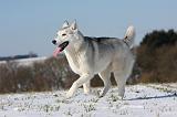 SIBERIAN HUSKY 433